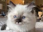 Seal Mitted Male With The Cutest Mustache