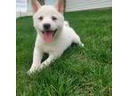 Shiba Inu Puppy for sale in Spencerville, IN, USA