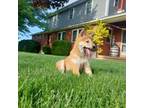 Shiba Inu Puppy for sale in Spencerville, IN, USA