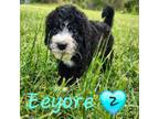 Mutt Puppy for sale in Cabool, MO, USA