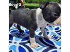 Boston Terrier Puppy for sale in Silex, MO, USA