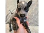 Australian Cattle Dog Puppy for sale in Victorville, CA, USA