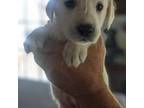 Labrador Retriever Puppy for sale in Rushville, IL, USA