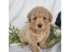 Mutt Puppy for sale in Elkton, KY, USA