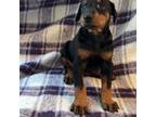 Doberman Pinscher Puppy for sale in Sealy, TX, USA