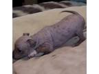 American Hairless Terrier Puppy for sale in Dallas, TX, USA