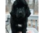 AKC Newfoundland Female