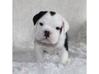 Bulldog Puppy for sale in Shipshewana, IN, USA