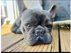 French Bulldog Puppy for sale in Springville, AL, USA