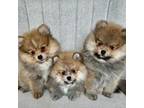 Pomeranian Puppy for sale in Marysville, WA, USA