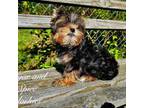 Yorkshire Terrier Puppy for sale in Laurel, MD, USA