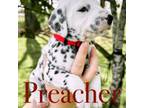 Dalmatian Puppy for sale in Aumsville, OR, USA