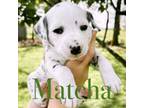 Dalmatian Puppy for sale in Aumsville, OR, USA