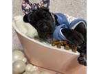Great Dane Puppy for sale in Westland, MI, USA