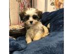 Maltipoo Puppy for sale in Metairie, LA, USA