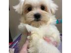Maltese Puppy for sale in Metairie, LA, USA