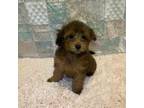 Maltipoo Puppy for sale in Ontario, CA, USA