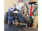 dhddb Male and Female Congo African Grey parrots