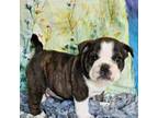 Bulldog Puppy for sale in Clyde, NY, USA