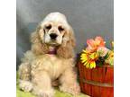 Cocker Spaniel Puppy for sale in Bevier, MO, USA