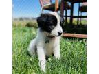 Mutt Puppy for sale in Peyton, CO, USA