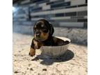 Dachshund Puppy for sale in Williamstown, KY, USA