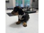 Dachshund Puppy for sale in Williamstown, KY, USA