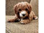Goldendoodle Puppy for sale in Palestine, TX, USA