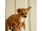 Chihuahua Puppy for sale in Rancho Cucamonga, CA, USA