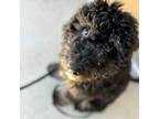 Cavalier King Charles Spaniel Puppy for sale in Valdosta, GA, USA