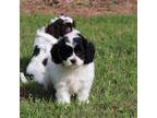 Cavapoo Puppy for sale in Bogart, GA, USA