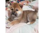 Shiba Inu Puppy for sale in California City, CA, USA