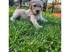 Goldendoodle Puppy for sale in Marysville, WA, USA