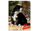 Mutt Puppy for sale in Collinsville, TX, USA