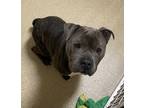 Amos American Pit Bull Terrier Adult Male