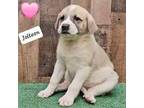 Jolteon Anatolian Shepherd Female