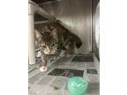 Carrie Domestic Shorthair Adult Female