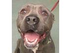 Ricky American Staffordshire Terrier Adult Male
