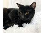 Hermione Domestic Shorthair Young Female