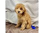 Cavapoo Puppy for sale in Childress, TX, USA