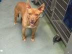 Charles American Staffordshire Terrier Adult Male
