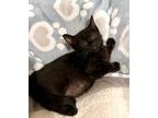 Rowena Domestic Shorthair Kitten Female