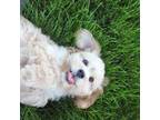 Cavachon Puppy for sale in Rock Valley, IA, USA