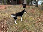 Thor Husky Adult Male