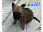 LAUREL and LAYLA Jack Russell Terrier Puppy Female