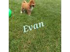 Evan