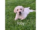 Toby