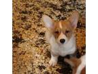 Pembroke Welsh Corgi Puppy for sale in Liberty, IN, USA
