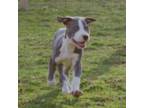 American Staffordshire Puppy