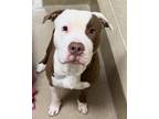 Giggle American Pit Bull Terrier Adult Male